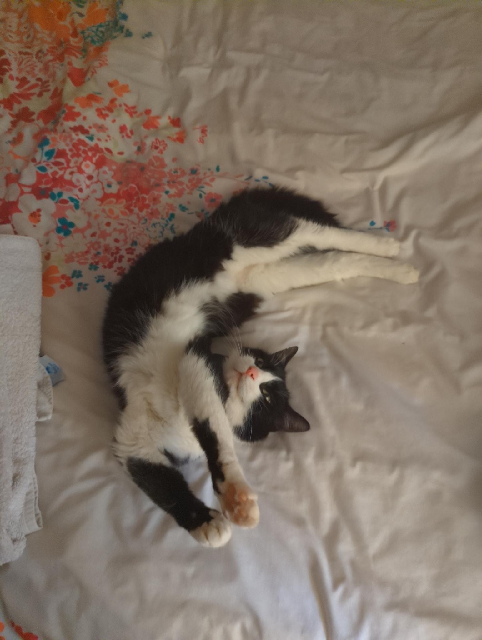 Luci
