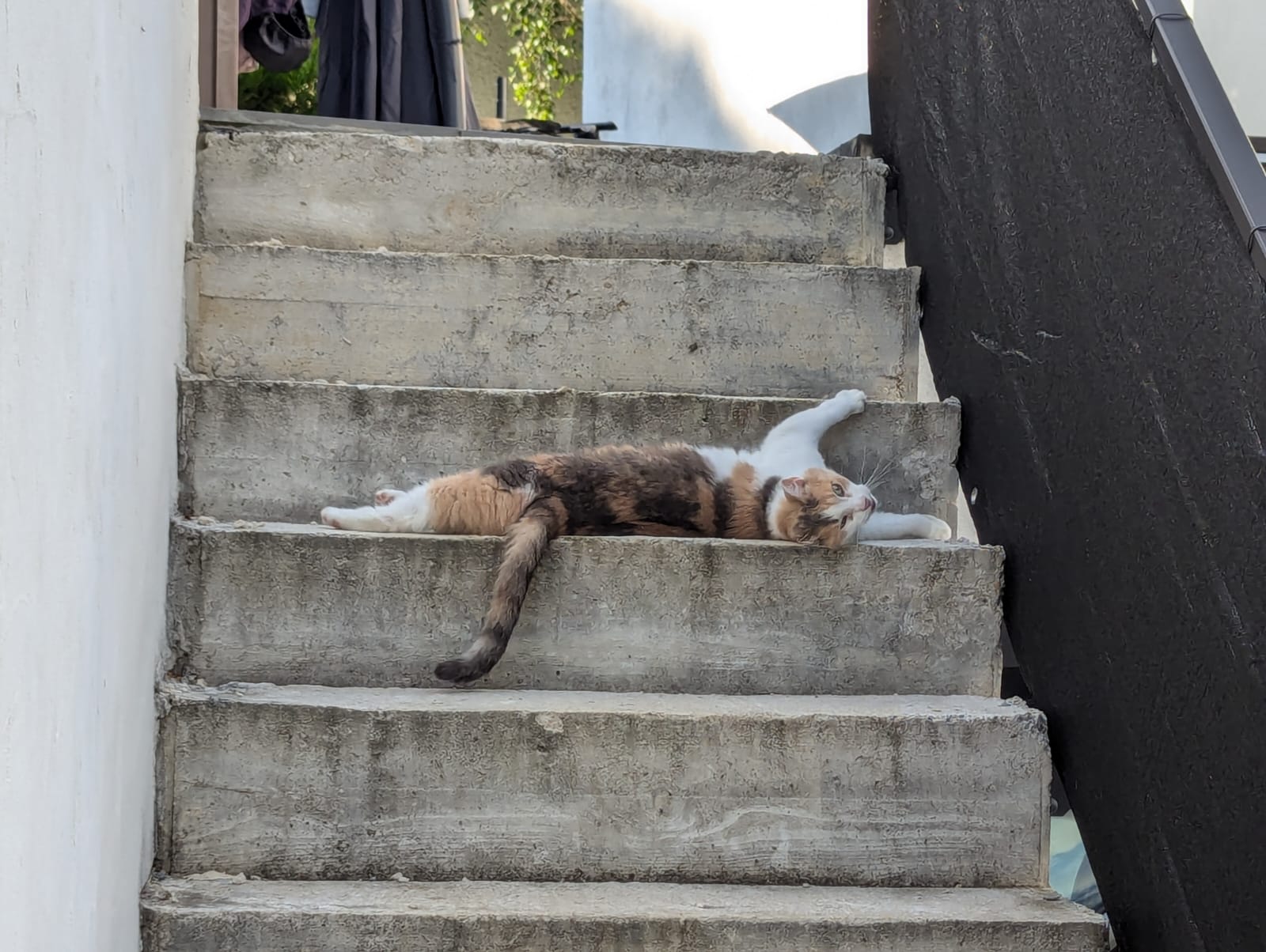 Mirci